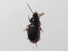 Pterostichus strenuus
