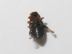 Crepidodera aurata