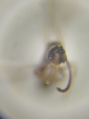Ponerinae