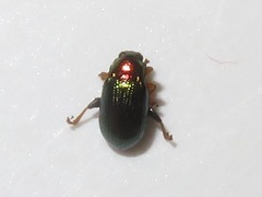 Crepidodera aurata