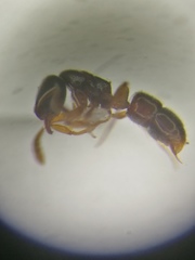 Ponera coarctata
