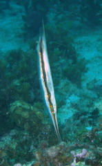 Aeoliscus strigatus
