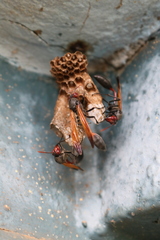 Belonogaster meneliki