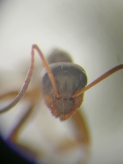 Formica cunicularia