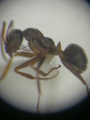 Formica cunicularia