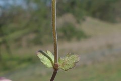 Veronica triphyllos