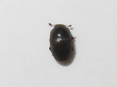 Lamiogethes pedicularius