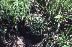 Echinopsis ancistrophora