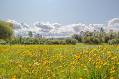 Scorzoneroides autumnalis