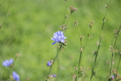 Cichorium intybus