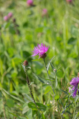 Centaurea jacea