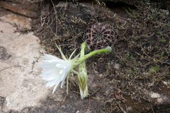 Echinopsis ancistrophora