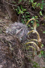 Echinopsis ancistrophora
