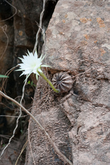 Echinopsis ancistrophora