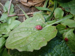 Puccinia lapsanae