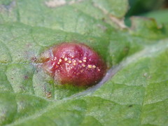 Puccinia lapsanae