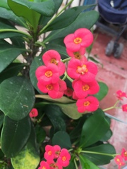Euphorbia milii