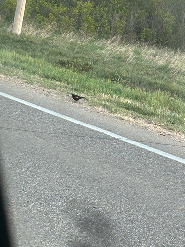 Red-winged Blackbird