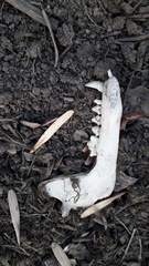 Nyctereutes procyonoides