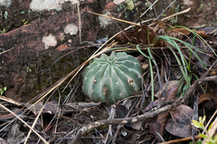Echinopsis ancistrophora