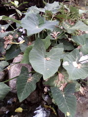Xanthosoma sagittifolium