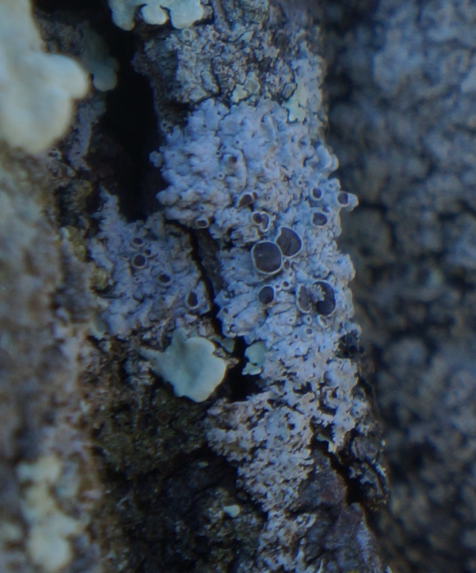 Physcia stellaris image