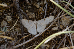 Selidosema brunnearia