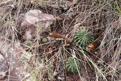 Echinopsis ancistrophora