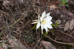 Echinopsis ancistrophora