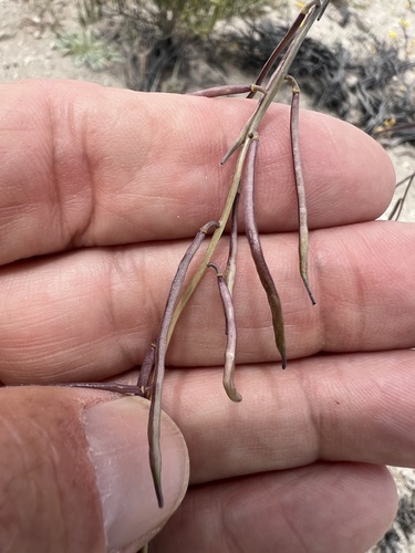 Streptanthus longirostris, 2026-04-24