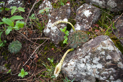 Echinopsis ancistrophora