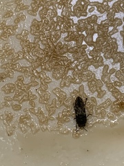 Acmaeodera neglecta neoneglecta