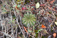 Echinopsis ancistrophora