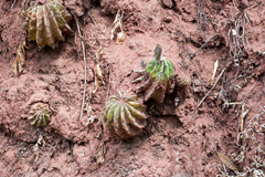 Echinopsis ancistrophora