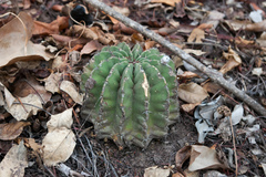 Echinopsis ancistrophora