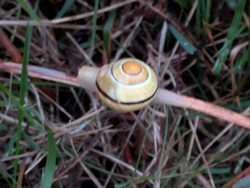 Cepaea nemoralis