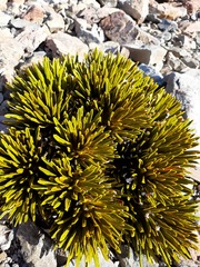 Aciphylla dobsonii