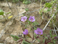 Nama hispida spathulata