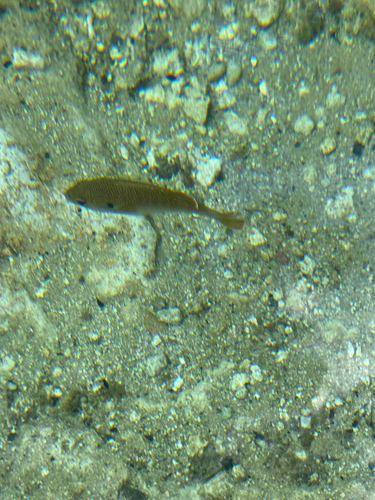 Lepomis punctatus