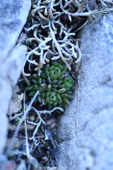 Sedum wrightii