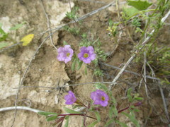 Nama hispida spathulata