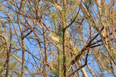 Prinia gracilis