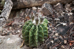 Echinopsis ancistrophora
