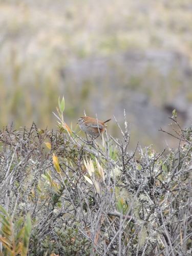 Timberline Wren (Thryorchilus browni), photo 1