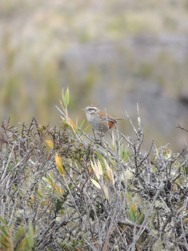 Timberline Wren (Thryorchilus browni), photo 2