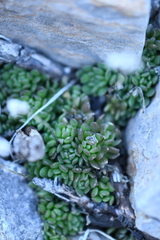 Sedum wrightii