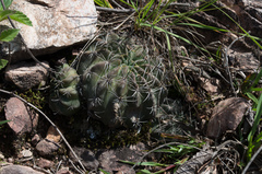 Echinopsis ancistrophora