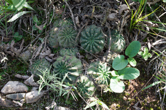 Echinopsis ancistrophora