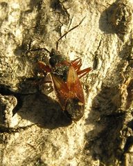 Eremocoris abietis
