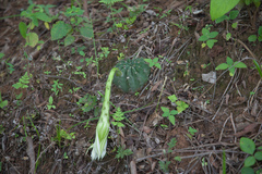 Echinopsis ancistrophora